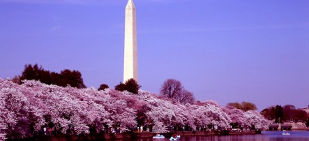 cherryblossomsglex